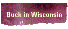 Buck in Wisconsin