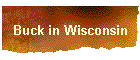 Buck in Wisconsin